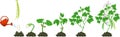 Life cycle of bean plant. Royalty Free Stock Photo